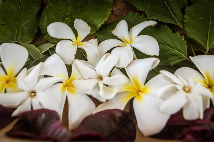 Va'a i te Moana
