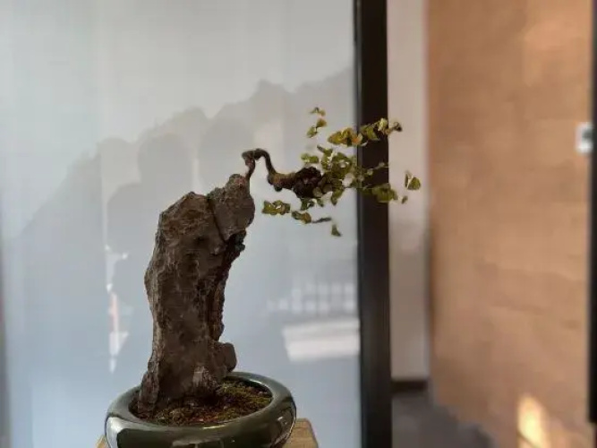 Xinyue Homestay Tea Space