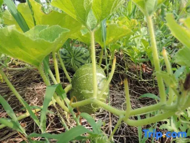 Kumamoto Farm Stay