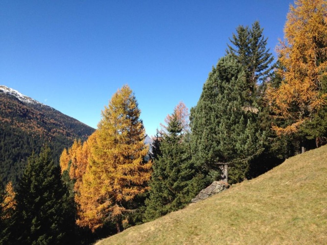 1 Bedroom Chalet