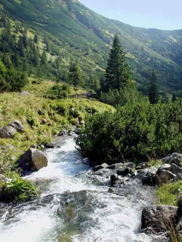 Sadyba Karpatiya