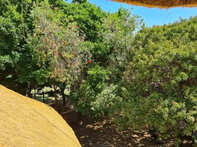 Executive Quadruple room with balcony and with garden view