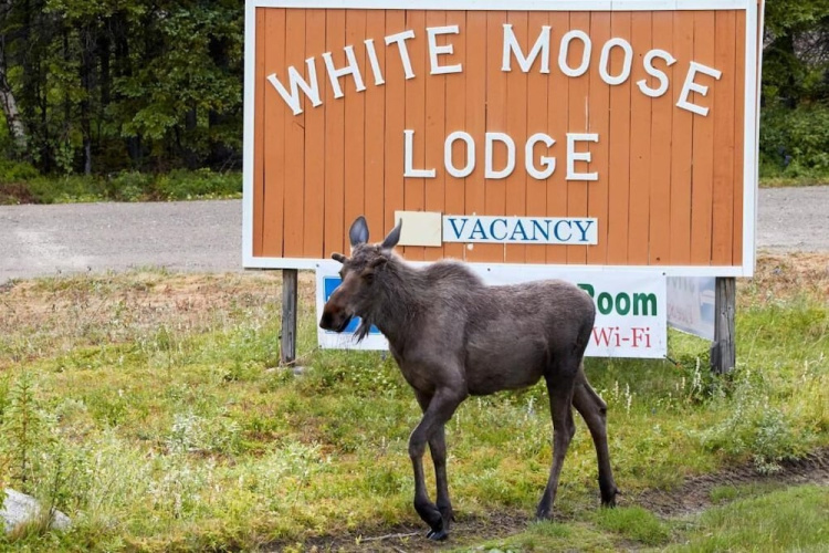 White Moose Lodge