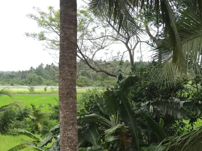 GREEN CRAZE Hotel & Restaurant