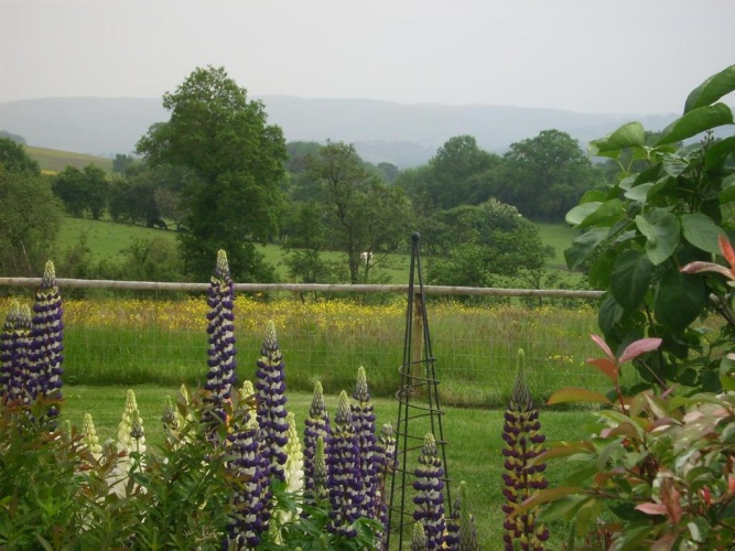 Standard Double room with garden view