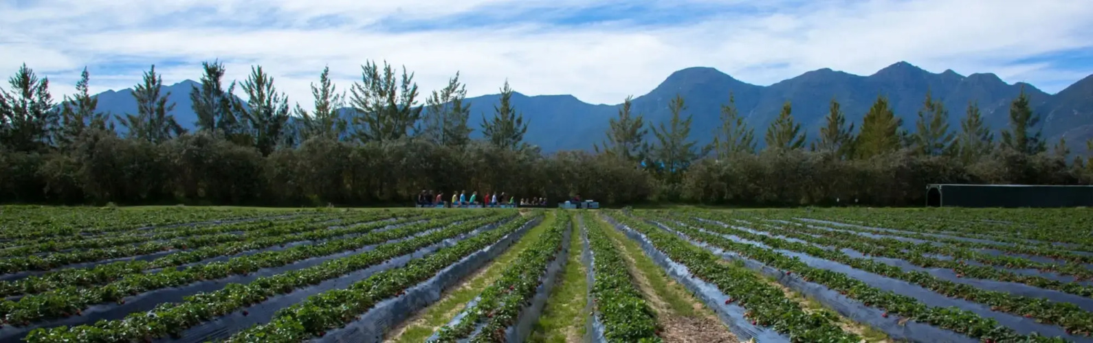 Redberry Farm