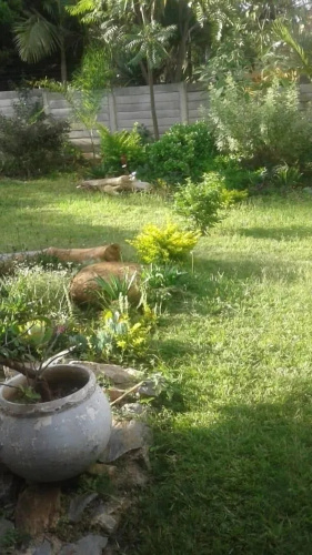 Gunhill guest house