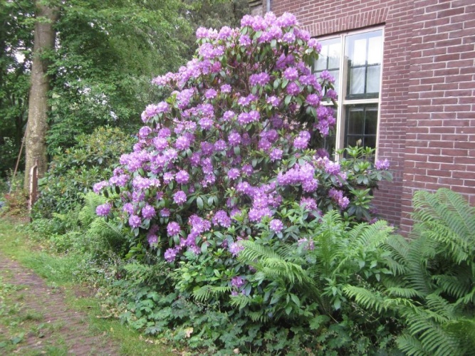 B&B Beatrix