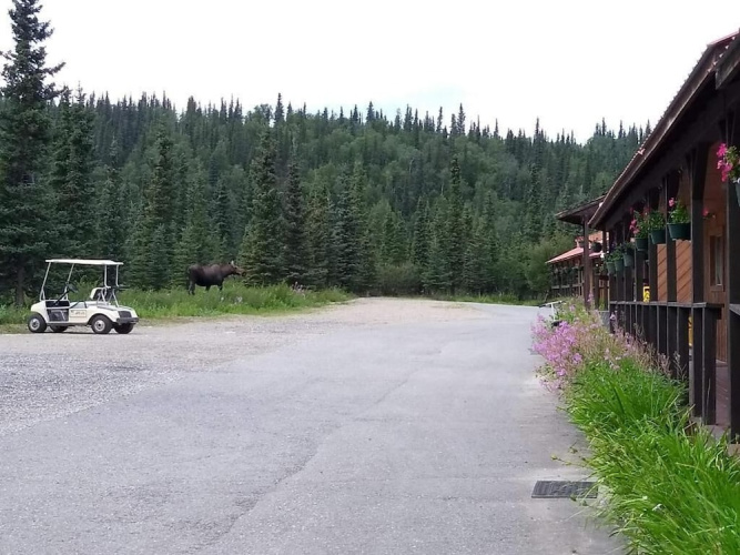 White Moose Lodge