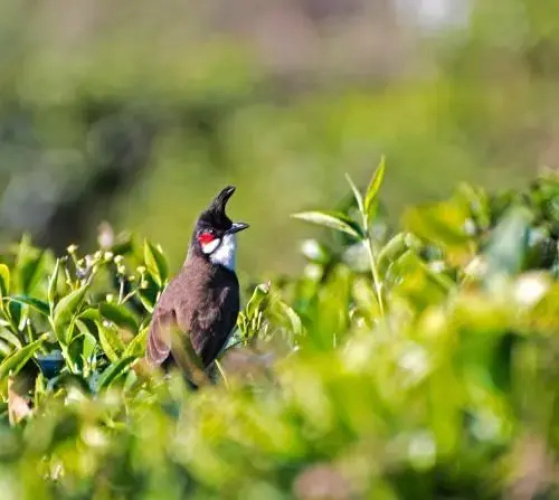 Teanest Nightingale