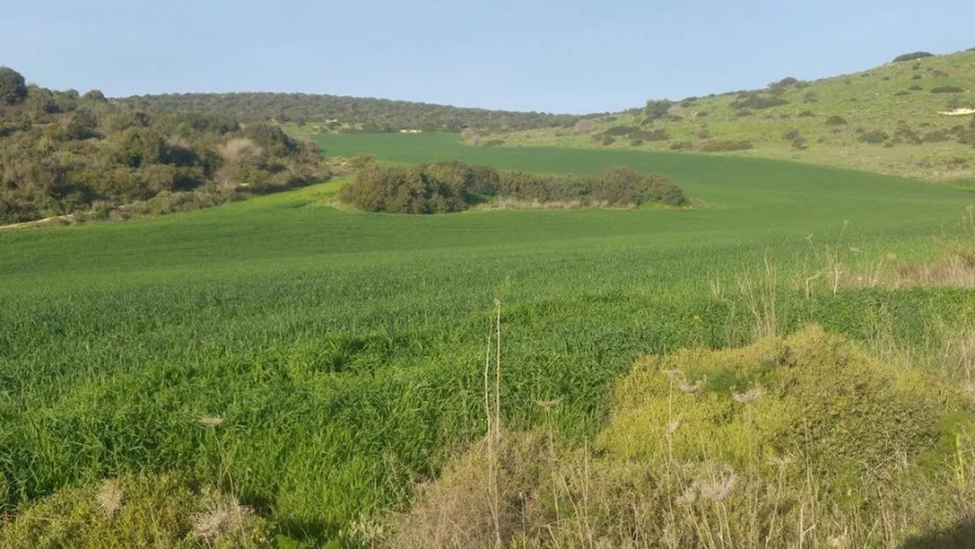 The OLive Tree