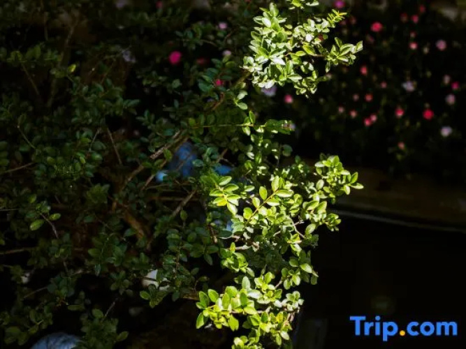 TaiShidi Think House garden