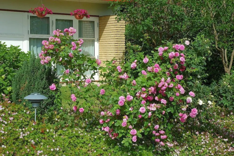 Rose-House Hillerød Bed and Breakfast