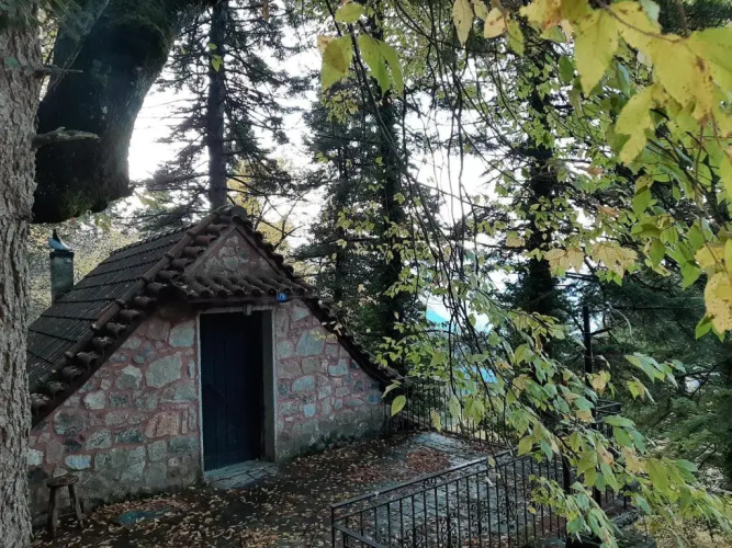 Forest House