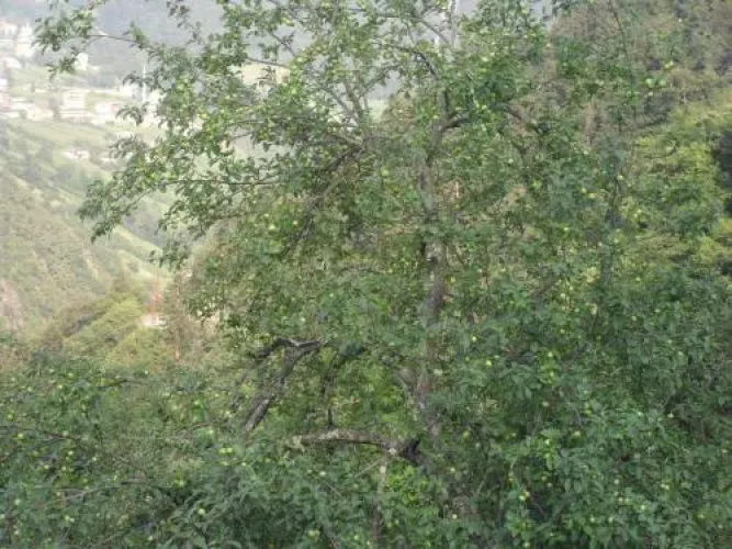 Ataköy Apart