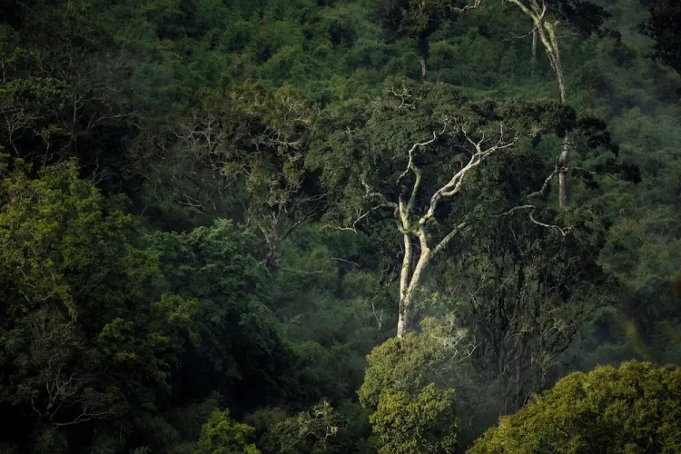 Cuyabeno Lodge