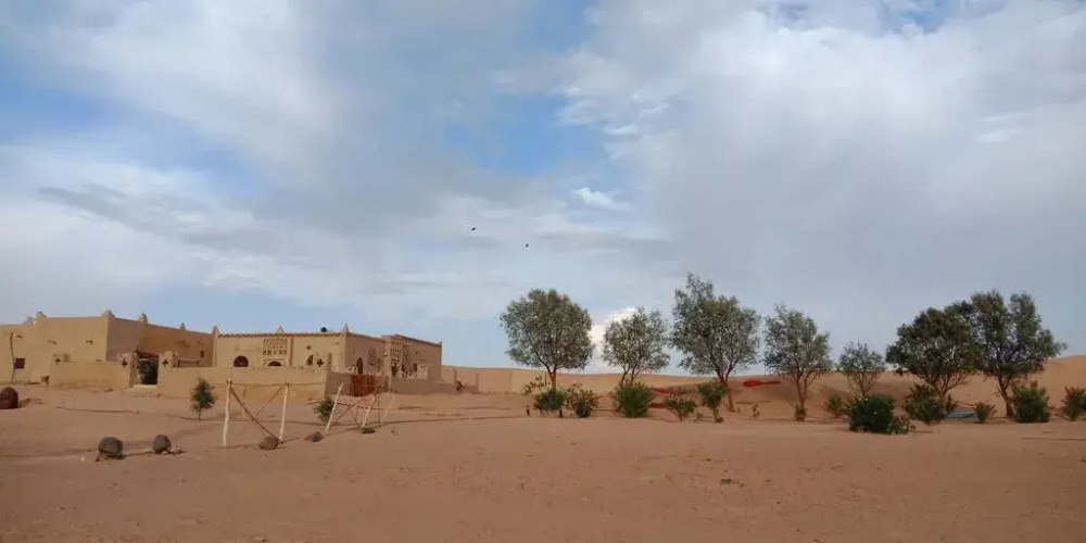 Sandfish