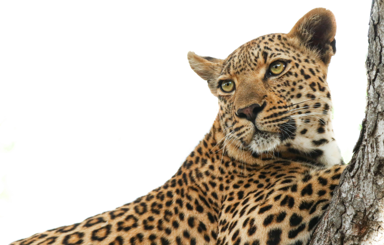 Lion Sands River LodgeOver view