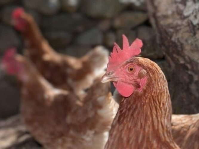 Dinas Farm Over view
