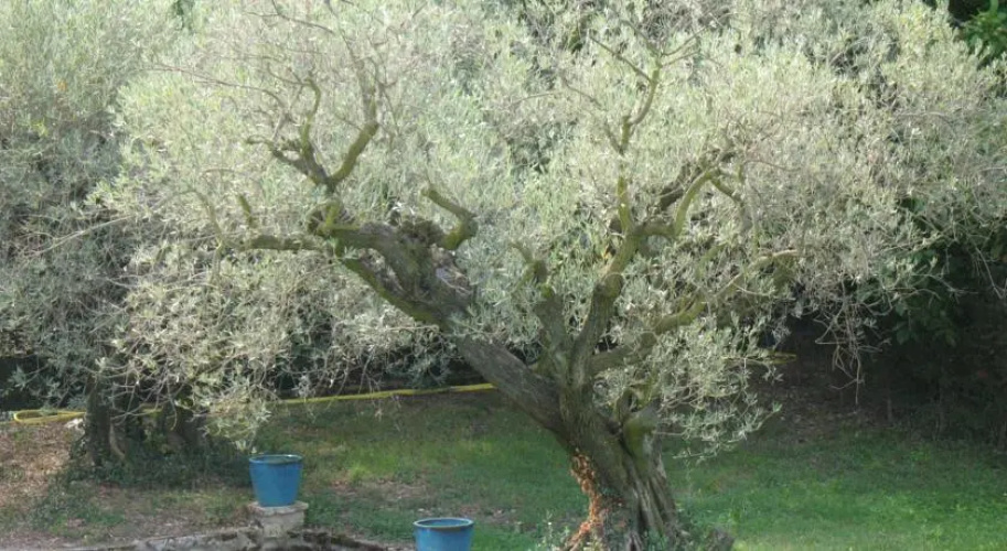 La Picholine