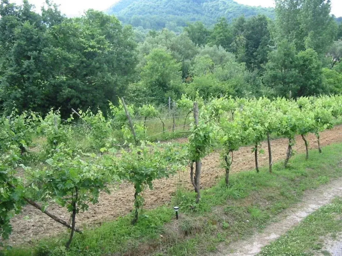 Il Ruscello di Ceraso