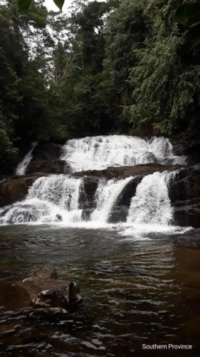 Rainforest River Edge