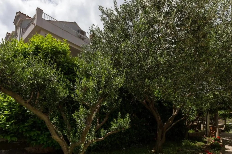 1 Bedroom Apartment with garden view