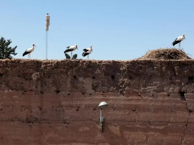 Stork Marrakech luxury Hostel
