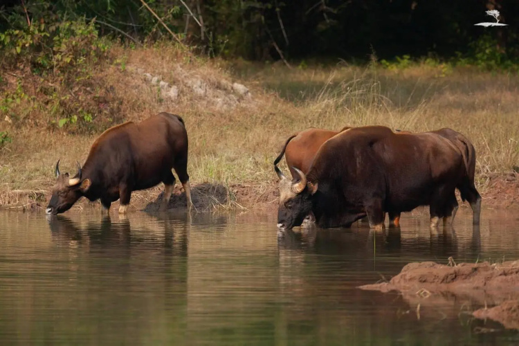 Red Earth Tadoba