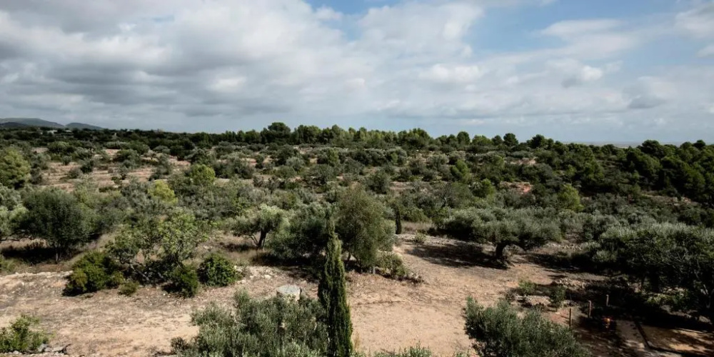 Finca Jabali