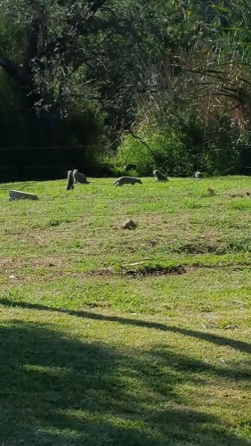 Raptors Wildlife Escapes