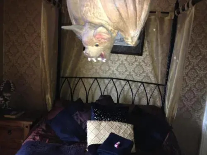 Bats & Broomsticks