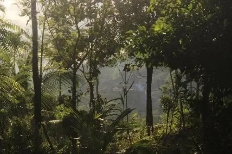 Verdant Vagamon