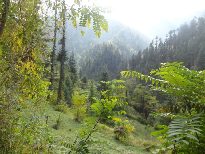 Natures Lap Resort Jibhi