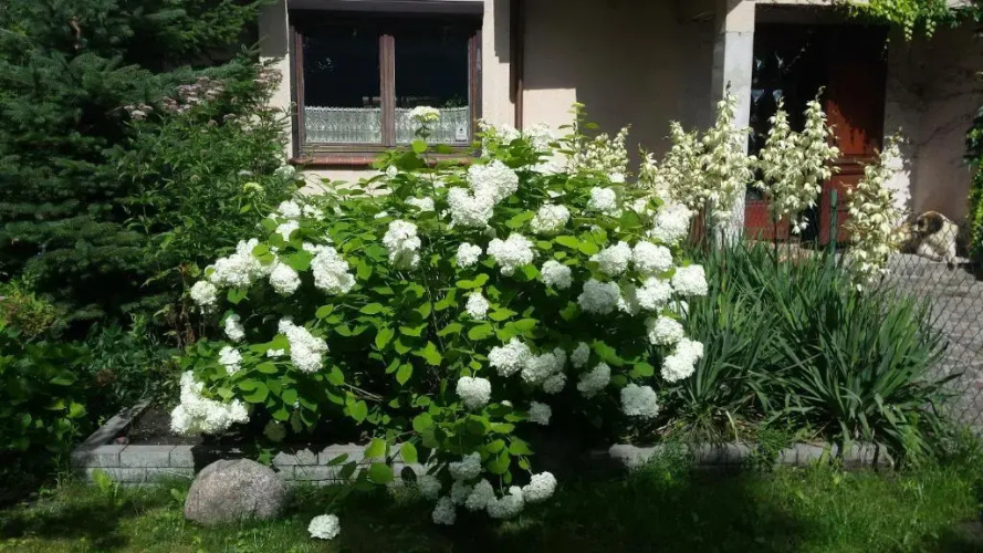 Apartament Leśna