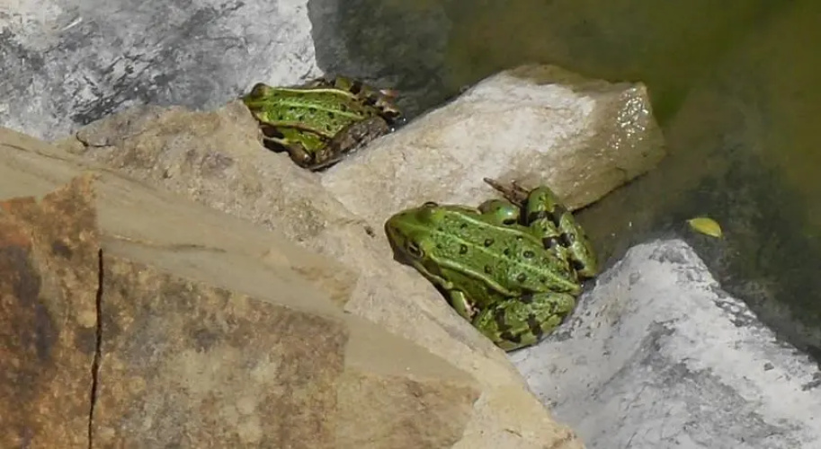 Chambre Dhotes Au Grimartins