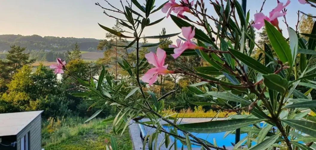 Lesny Apartament