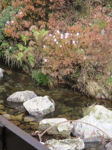 Weekly Spa House Red Pine