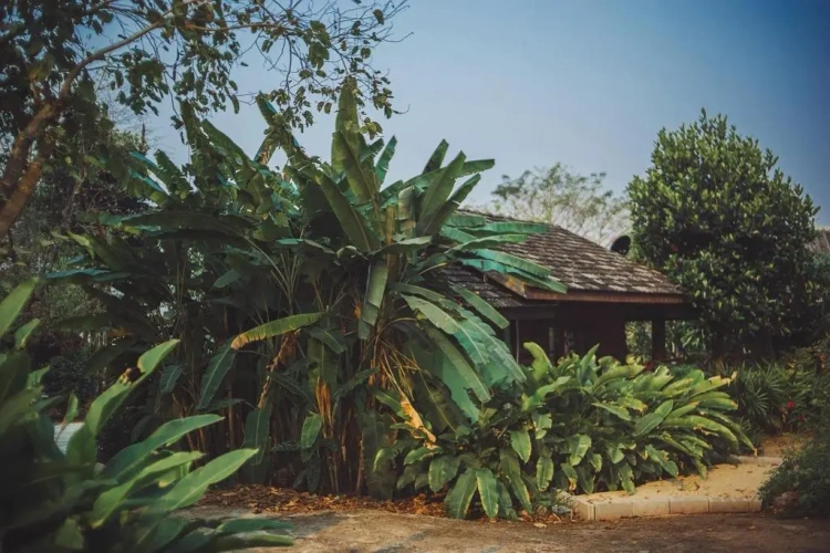 Deluxe Bungalow with garden view