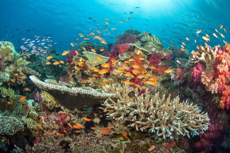 Paradise Taveuni