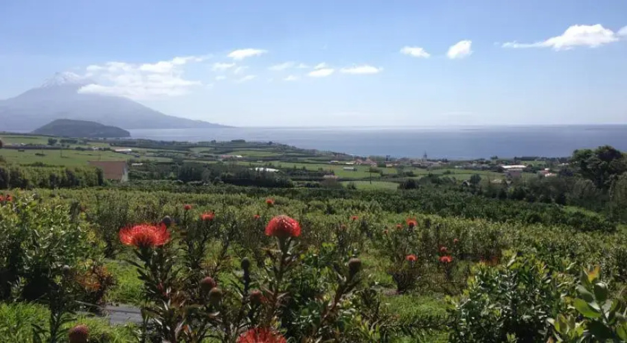 Casa das Proteas