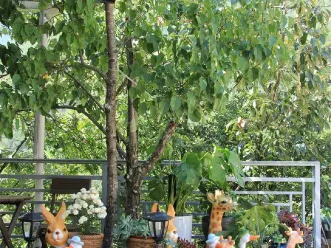 Piny garden