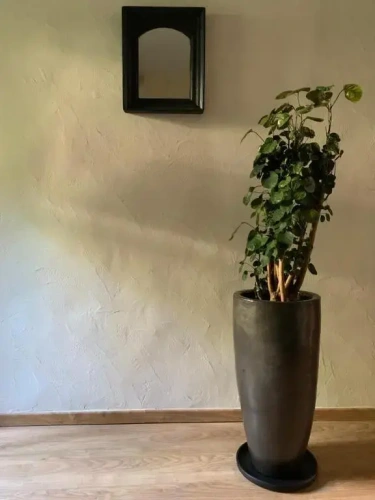 Standard room with garden view