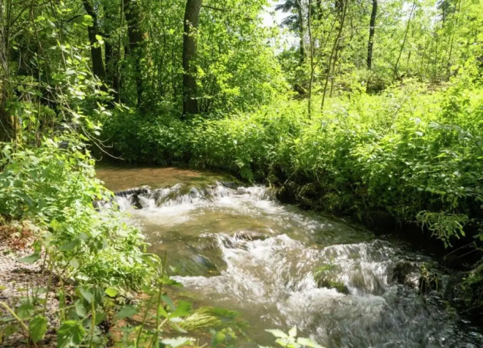 Forest Escape, Luxembourg