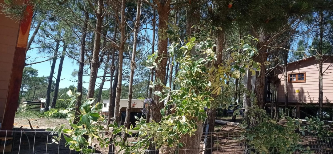 Chimuelo