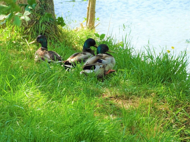 Camping La Sittelle