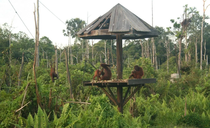Samboja Lodge