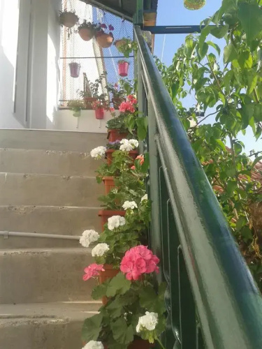 Apartment Jure