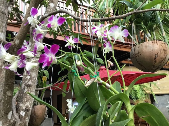 The Eight Ratvithi House
