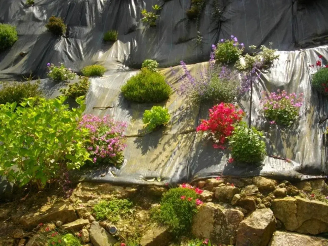 Les Hortensias